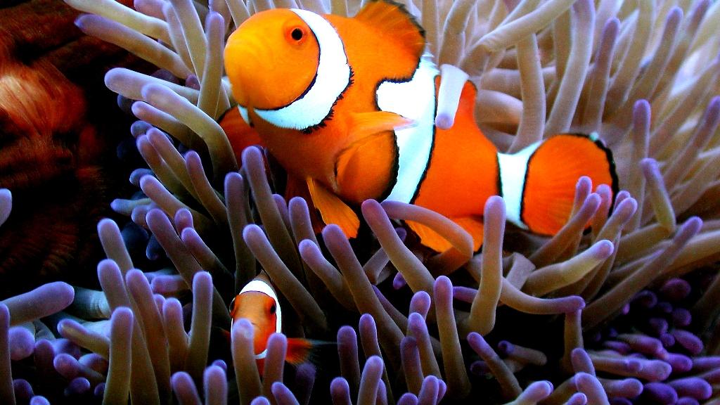 Arlington Reef - Clown Fish