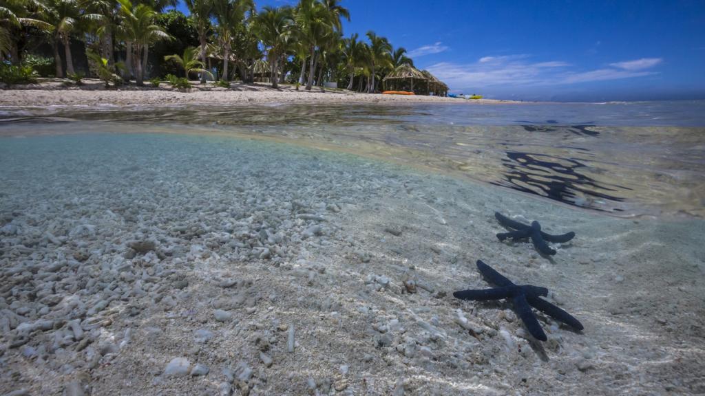 Starfish on the Beach in Fiji