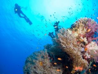 Dive Into A Fiji Holiday